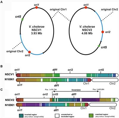 Functionality of Two Origins of Replication in Vibrio cholerae Strains With a Single Chromosome